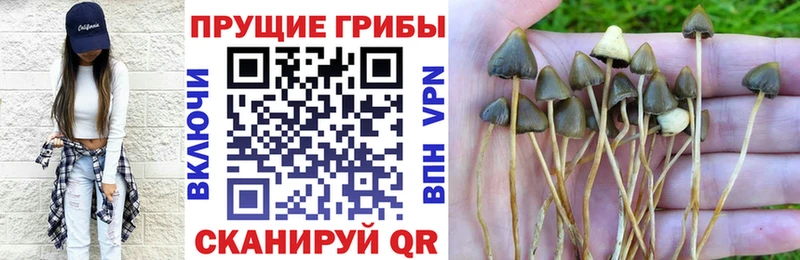 Псилоцибиновые грибы Cubensis  Чайковский 
